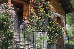 cadalrose