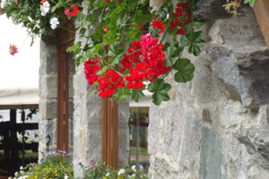 esterno_fiori